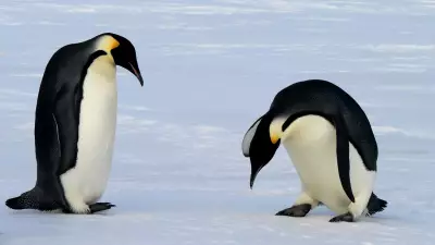 From Breakups to Cheating: 8 Animals with Surprisingly Complex Love Lives