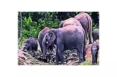 Garhwa: Elephant Herd Kills PVTG Woman, Rs 50,000 Partial Compensation Paid