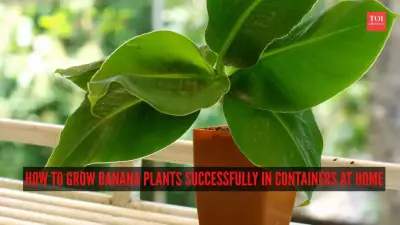 Grow Banana Plants in Pots at Home: Complete Container Gardening Guide