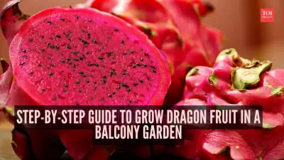 Grow Dragon Fruit on Your Balcony: A Simple Step-by-Step Guide