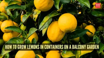 Grow Fresh Lemons on Your Balcony: A Complete Container Gardening Guide