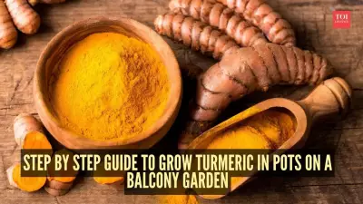 Grow Fresh Turmeric at Home: A Complete Balcony Gardening Guide