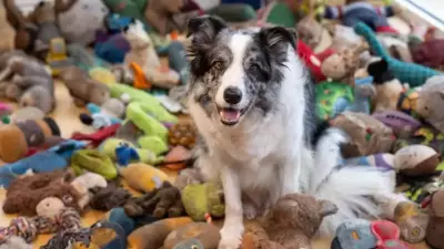 Harvey the Border Collie: Britain's Brightest Dog Masters 221 Toy Names