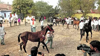 Horses Steal the Show at Raibag's Unique Annual Fair in Karnataka