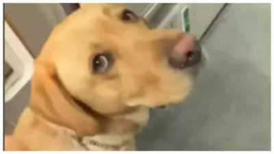 How Guide Dog Churro Helps Blind Instagrammer Beth Navigate Flights