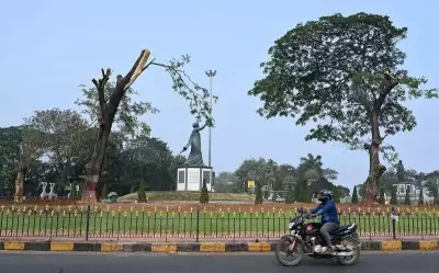 Hyderabad: HMDA's Heavy Pruning of 30-Year-Old Rain Trees Sparks Outcry