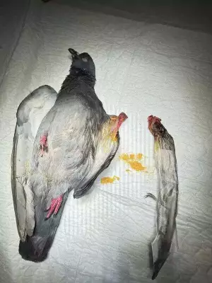 Hyderabad's Bird Crisis: 200+ Injuries Despite Manja Crackdown