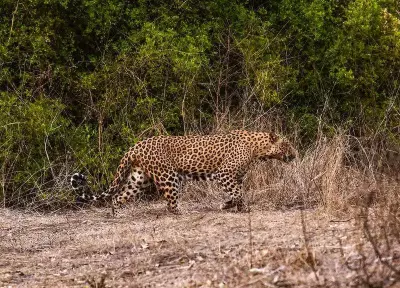 Leopard Attack Injures Youth, Another Killed by Train in Nashik