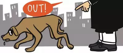 Maharashtra Orders Stray Dog-Free Tourist Spots, Expands Highway Norms