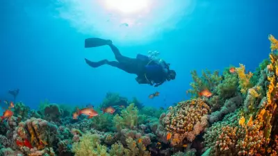 Massive 300-Year-Old Black Coral Found in New Zealand's Deep Waters