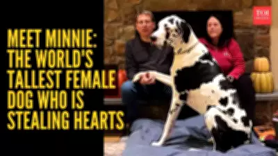 Minnie the Great Dane Crowned World's Tallest Living Female Dog