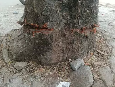 Navi Mumbai Activists Outraged as Hoarding Installation Damages Trees in Vashi
