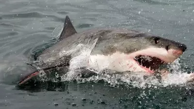 Ocean Acidification Weakens Shark Teeth, Threatening Apex Predators