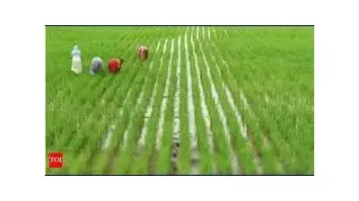 Orange Alert in Delta: 5 Lakh Hectares at Risk as Heavy Rain Threatens Harvest