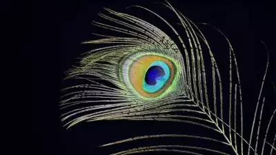 Peacock Feather Power: Dates to Carry for Luck, Protection & Intelligence