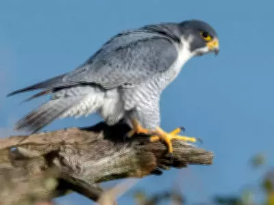 Peregrine Falcon Sighted Again in Udanti-Sitanadi Tiger Reserve, Chhattisgarh