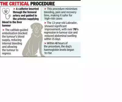 Pune Vet Clinic Saves Labrador with Rare Cathlab Procedure