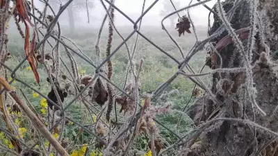 Rajasthan Cold Wave Intensifies: Fatehpur Hits -2°C, No Relief in Sight