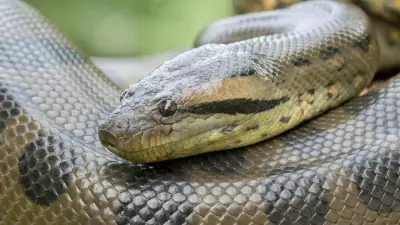 Record-Breaking 20.7-Foot Anaconda Discovered in Amazon, Redefining Giant Snakes