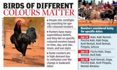 Sankranti Date Shift Sparks Rooster Rush in Andhra Pradesh