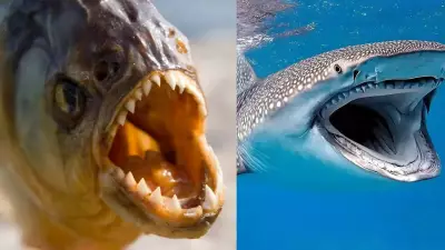 Shark vs Piranha: 4,000 PSI Bite vs Extreme Leverage - Who Wins?