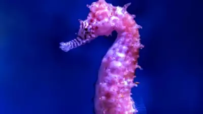 Six Surprising Facts About Seahorses You Probably Didn't Know