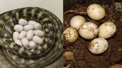 Snake Eggs vs Lizard Eggs: 5 Key Differences for Identification in India
