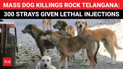 Telangana Dog Culling, Bangladesh WC Row, Raheman Dakait Arrest: Key Updates