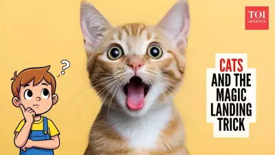 The Science Behind Cats Landing on Their Feet: A Fascinating Look