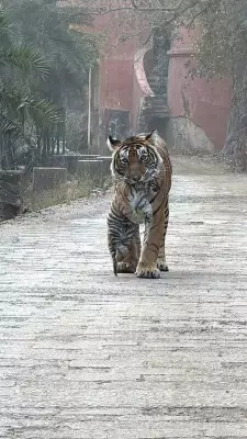 Tigress 'Sultana' Halts Temple Traffic in Ranthambore for Cub's Safety