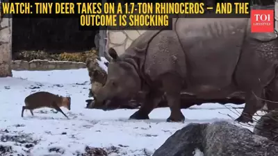 Tiny Muntjac Deer Fearlessly Challenges 1.7-Ton Rhino in Viral Zoo Video