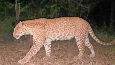 Ultra-Rare 'Sandalwood Leopard' Spotted in Karnataka, Second Ever in India