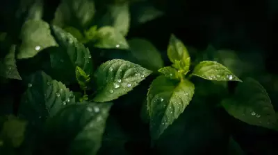 Watering Mistake That Invites Fungal Disease in Plants: Timing Matters More Than You Think