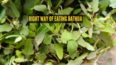 Why Bathua is a Winter Superfood: 8 Delicious Recipes & Ayurvedic Benefits