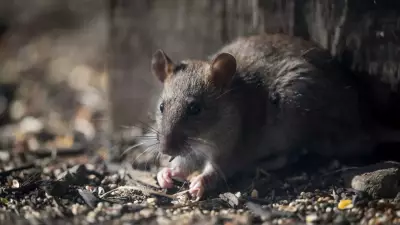 Winter Mouse Invasion: 7 Practical Reasons Why They Enter Your Home