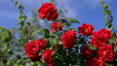 Winter Rose Care Guide: Simple Steps to Protect Your Plants from Frost Damage