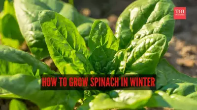 Winter Spinach Guide: Grow Fresh Palak in 45-60 Days with These 9 Tips