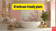 10 Best House Plants That Reduce Bathroom Humidity & Purify Air Naturally