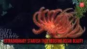 10 Extraordinary Starfish That Redefine Ocean Beauty and Diversity