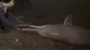 10-Foot Gangetic Dolphin Found Dead in Kanpur's Ganga, Pollution Suspected