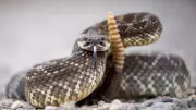 11 Snake Species in Spain: Only 3 Are Venomous, Deaths Extremely Rare