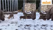 13kg Deer vs 1.7-Tonne Rhino: Viral Snowy Zoo Encounter in Poland