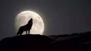 2026 Wolf Supermoon: Aries, Cancer, Libra, Capricorn Face Life-Altering Shifts