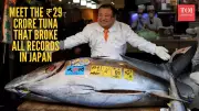 ₹28 Crore Tuna! Record-Breaking 535-Pound Bluefin Sells at Tokyo Auction