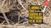 5 Clever Animals That Escape Danger by Faking Their Own Death