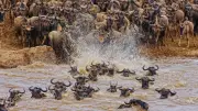 5 Global Destinations Where Animals Gather in Staggering Numbers