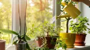 5 Houseplants That Clean Air, Boost Mood & Are Easy to Care For