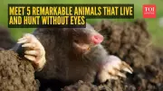 5 Incredible Animals That Thrive and Hunt Without Eyes