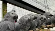 5 Parrots Separated at UK Zoo for Swearing & Laughing at Visitors