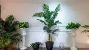 7 Indoor Plants That Naturally Eliminate Bathroom Odors and Improve Air Quality